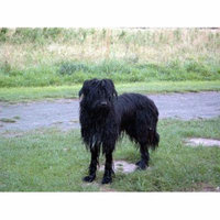 LAMINATED POSTER Wäller Black Dog Pet Animal Poster Print 24 x 36