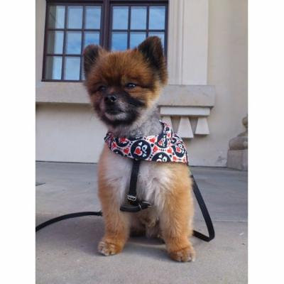 LAMINATED POSTER Pet Pomeranian Playful Dwarf Spitz Dog Small Dog Poster Print 24 x 36