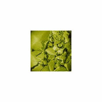 (3 Pack) NYX Single Eye Shadow - Summer Green