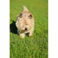 LAMINATED POSTER Canine Dog Park Doggy Pet Animal Furry Playing Poster Print 24 x 36