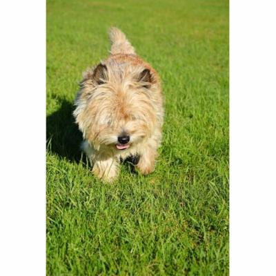 LAMINATED POSTER Canine Dog Park Doggy Pet Animal Furry Playing Poster Print 24 x 36