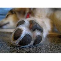 LAMINATED POSTER Shoe Paw Puppy Animal Animals Pet Dog Poster Print 24 x 36