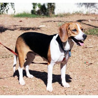 LAMINATED POSTER Dog Beagle Pet Brown Domestic Animal Canine Poster Print 24 x 36