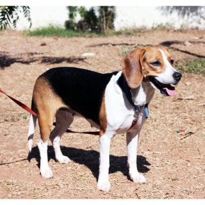LAMINATED POSTER Dog Beagle Pet Brown Domestic Animal Canine Poster Print 24 x 36