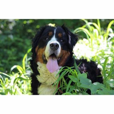 LAMINATED POSTER Nature Bernese Mountain Dog Big Dog Animal Dog Poster Print 24 x 36