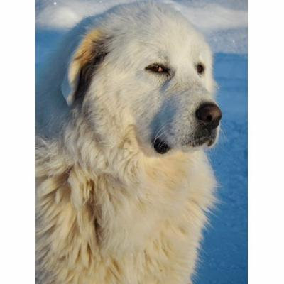 LAMINATED POSTER White Great Pyrenees Dog Pet Animal Snow Canine Poster Print 24 x 36