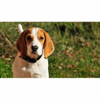 LAMINATED POSTER Animal Dog Look Puppy Beagle Pet Cute Mammals Poster Print 24 x 36