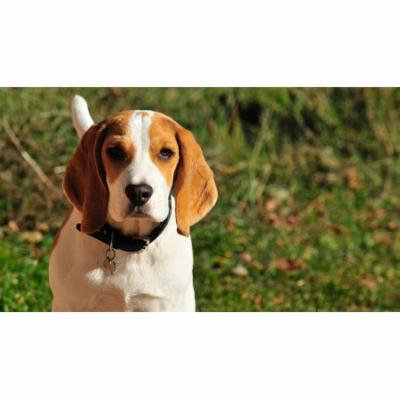 LAMINATED POSTER Animal Dog Look Puppy Beagle Pet Cute Mammals Poster Print 24 x 36