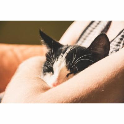 LAMINATED POSTER Pet Animal Domestic Cat A Young Kitten Cat Kitten Poster Print 24 x 36