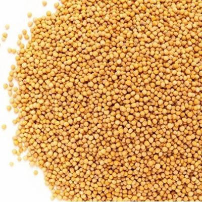 Whole Yellow Mustard Seeds All Natural by Its Delish, 10 lbs Bulk