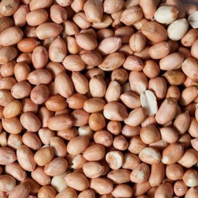 AIVA - Raw Spanish Peanuts # 1 Quality 5 LB