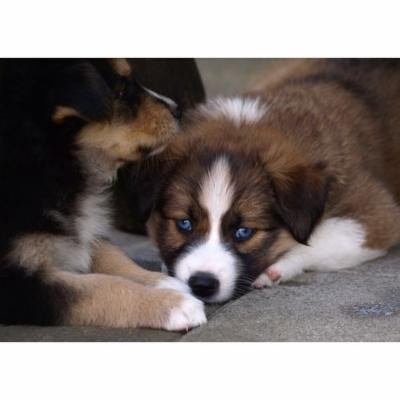 LAMINATED POSTER Animal Portrait Young Dog Puppies Puppy Small Dog Poster Print 24 x 36