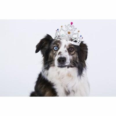 LAMINATED POSTER Funny Dog White Crown Purebred Dog Poster Print 24 x 36