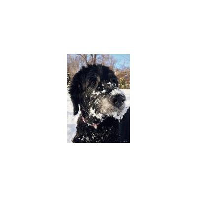 LAMINATED POSTER Cute Pet Goldendoodle Canine Dog Poster Print 24x16 Adhesive Decal