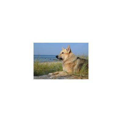 Canvas Print Baltic Sea Beach Sled Dog Wet Sea Pet Animal Dog Stretched Canvas 10 x 14