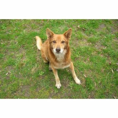 Canvas Print Pets Animal Man's Best Friend Redhead Pet Dog Stretched Canvas 10 x 14