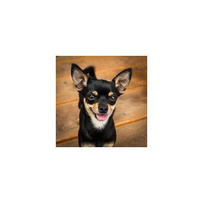 Canvas Print Good Pet Small Animal Fur Dog Chiuawa Sweet Stretched Canvas 10 x 14