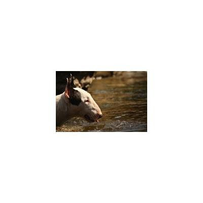 Canvas Print Natural White Animal Bitch Pet Look Dog Canine Stretched Canvas 10 x 14