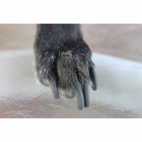 Canvas Print Nails Long Animal Pet Paw Claw Dog Grooming Dog Stretched Canvas 10 x 14