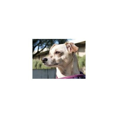 Canvas Print Dog Profile Mixed Breed Dog Pet Animal Dog Stretched Canvas 10 x 14