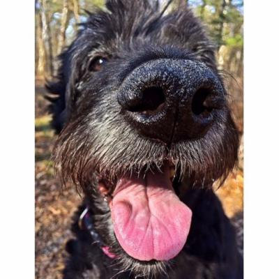 Canvas Print Animal Dog Canine Snout Pet Cute Stretched Canvas 10 x 14