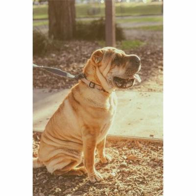 Canvas Print Leash Pet Dog Stretched Canvas 10 x 14