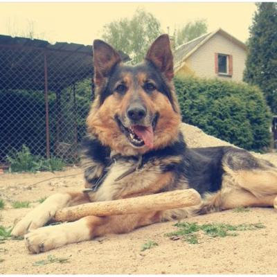 Canvas Print Nature Dog Pet Canine Happy Cute Animal Summer Stretched Canvas 10 x 14