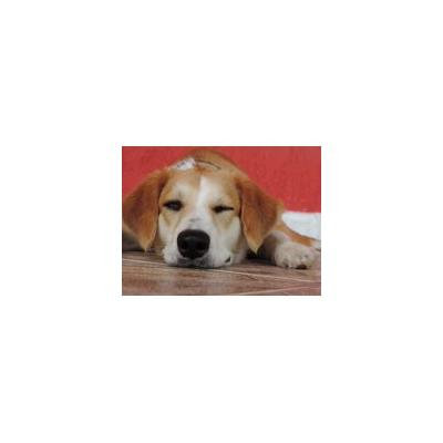 Canvas Print Animals Pet Happy Dog Canine Animal Stretched Canvas 10 x 14