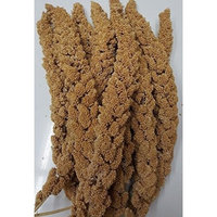 Higgins Pet Food HS60004 Sunshine Spray Millet - 12 Count