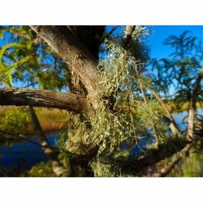 LAMINATED POSTER Beard Lichen Old Man's Beard Lichen Tree's Dandruff Poster 24x16 Adhesive Decal