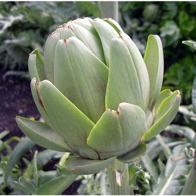 Green Globe Artichoke - Delicious Perennial Vegetable - Easy to Grow - 4