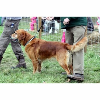 Canvas Print Pet Canine Dog Animal Lead Retriever Handler Stretched Canvas 10 x 14