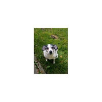 Canvas Print White Dog Pet Animal Doggy Dog Dogs Snout Stretched Canvas 10 x 14