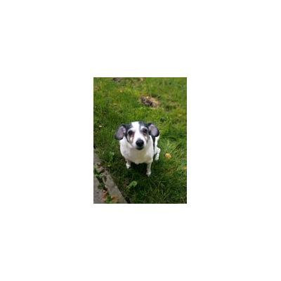 Canvas Print White Dog Pet Animal Doggy Dog Dogs Snout Stretched Canvas 10 x 14