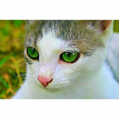 Framed Art For Your Wall Mood Felines Cat Green Eye Eye Green Eyes Hair 10x13 Frame