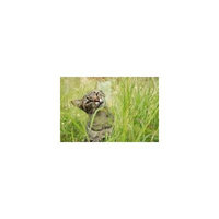 Framed Art For Your Wall Kitten Animal Cat Whiskers Feline Pet Mammal 10x13 Frame