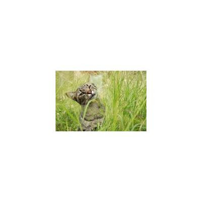 Framed Art For Your Wall Kitten Animal Cat Whiskers Feline Pet Mammal 10x13 Frame