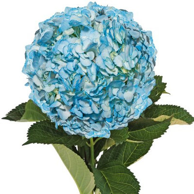 Fresh Cut Airbrushed Aqua Hydrangeas, Pack of 15 by InBloom Group