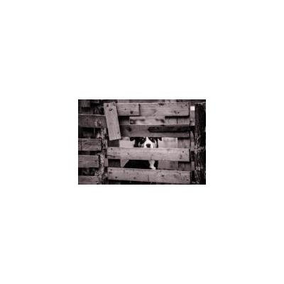 Framed Art For Your Wall Pet Fence Wooden Dog Gate Canine Cute Wood 10x13 Frame