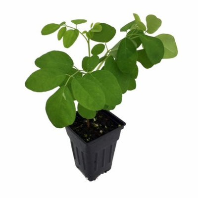 The Tree of Life - Moringa - Horseradish Tree - Drumstick Tree - 2.5