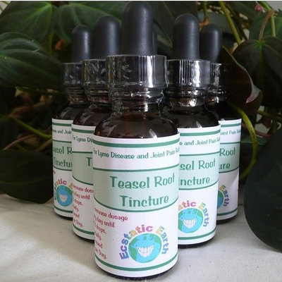 Teasel Root Tincture Extract ~ Organic ~ 1 Oz - Xu Duan