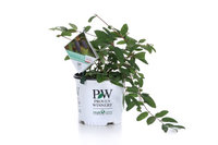 Proven Winners Sugar Mountain Blue Sweetberry Honeysuckle (Lonicera) White Flowers and Blue Fruit, 1 Gallon
