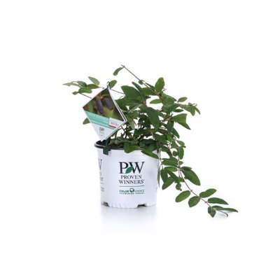 Proven Winners Sugar Mountain Blue Sweetberry Honeysuckle (Lonicera) White Flowers and Blue Fruit, 1 Gallon