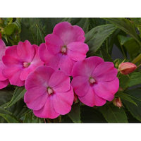 Delray Plants Blooming Sunpatiens - Fresh from the Farm - Lilac - 4 pack