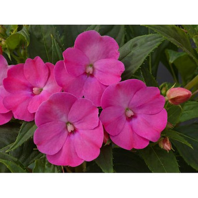 Delray Plants Blooming Sunpatiens - Fresh from the Farm - Lilac - 4 pack