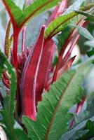 The Dirty Gardener Red Burgundy Okra Seeds - 1 Pound