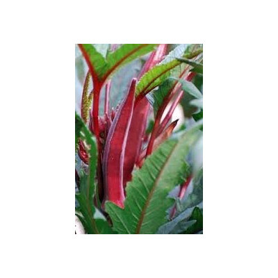 The Dirty Gardener Red Burgundy Okra Seeds - 1 Pound