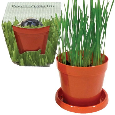 Walters Seed Company Indoors Dog Grass Planter Growing Kit - With Saucer, Peat & Wheatgrass Seeds