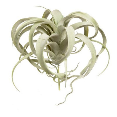 Darice Everyday Succulnt Tillandsia Green 10.5In