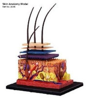 Famemaster 4D-Vision Human Skin Anatomy Model